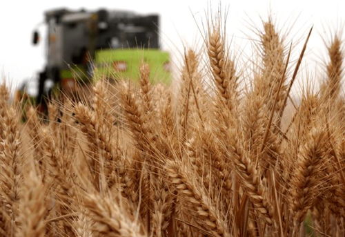 我國三大 失敗 酒,因太便宜被當(dāng)成差酒,實(shí)則是100 珍品純糧酒