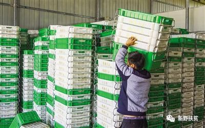 菜園子里種出幸?；?新野縣施庵鎮農產品蔬菜基地