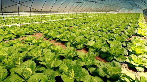 補上短板 強化特色 分享收益 鄉(xiāng)村產(chǎn)業(yè)邁向高質(zhì)量發(fā)展一線觀察