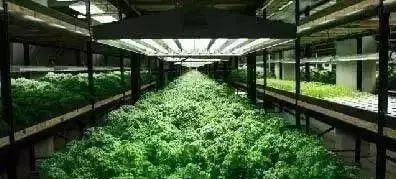 資訊 未來5年新農(nóng)業(yè)十大發(fā)展趨勢,不可錯過的高科技現(xiàn)代化農(nóng)場