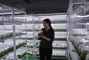 宣威市農碩農特產品開發中藥材種植示范基地