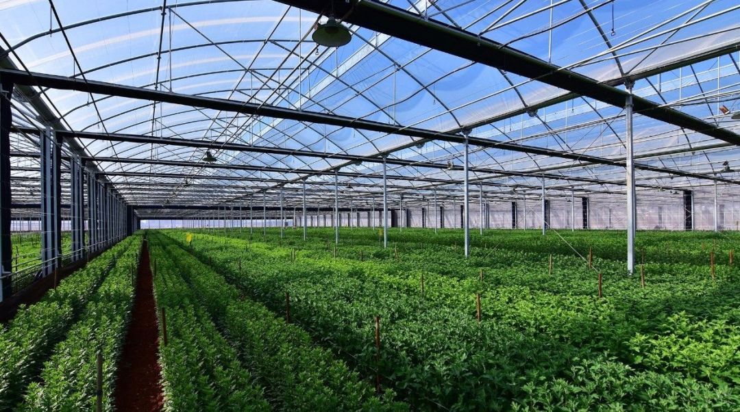 開遠(yuǎn)高效現(xiàn)代農(nóng)業(yè)園發(fā)展得這么好,原因竟是&hellip;