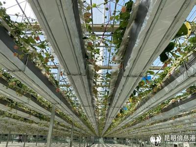 呈貢寶珠梨、繡球花、草莓等農(nóng)特產(chǎn)品亮相2023全國&ldquo;土特產(chǎn)&rdquo;集中推薦活動(dòng)現(xiàn)場