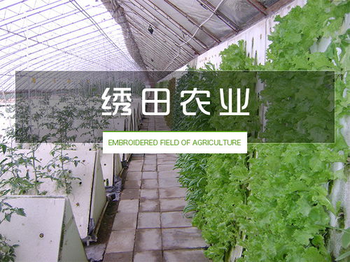 無土栽培設(shè)備價(jià)格 無土栽培 繡田農(nóng)業(yè)有口皆碑