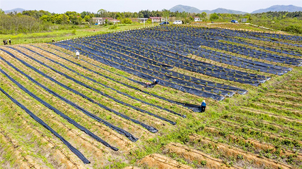 藍(lán)莓豐收在眼前