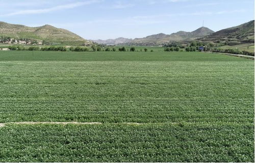 有機旱作撐起現(xiàn)代農(nóng)業(yè)發(fā)展 一片天 會寧縣實施科技抗旱工程促進糧食增產(chǎn)增收紀實