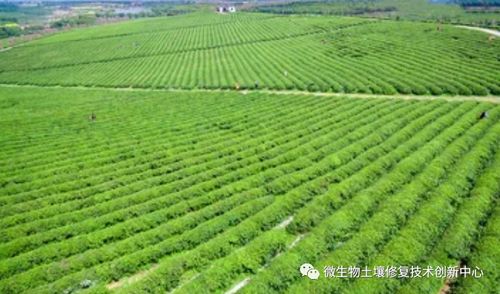 養(yǎng)好土壤：有機農(nóng)業(yè)發(fā)展的基石