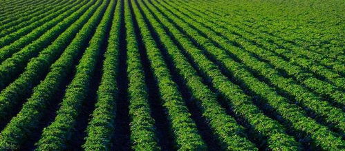 贛臺農業(yè)合作深化 融合發(fā)展成果斐然，共繪現(xiàn)代農業(yè)新篇章