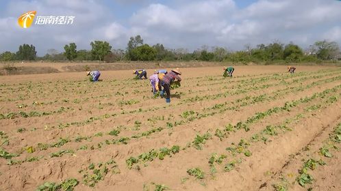 儋州綠色生態(tài)發(fā)展中探索中醫(yī)農業(yè)，帶動村民就業(yè)助力鄉(xiāng)村振興