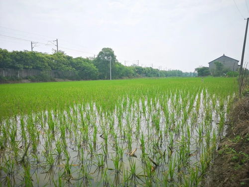黨建引領社會化服務，八嶺山鎮(zhèn)催生農業(yè)發(fā)展新動能