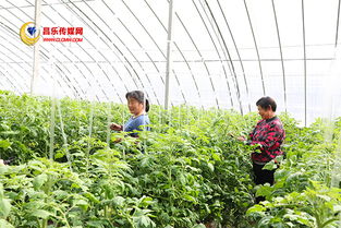 高崖水庫庫區(qū) 加快現(xiàn)代農業(yè)發(fā)展，打造有機農產品供銷基地