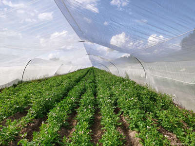 河北久恩農(nóng)業(yè)開發(fā) 現(xiàn)代農(nóng)業(yè)發(fā)展的創(chuàng)新典范