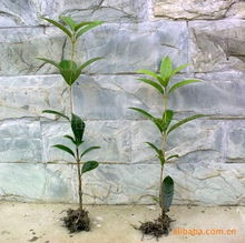 四川日香桂農(nóng)業(yè)科技開發(fā) 優(yōu)質(zhì)種子種苗產(chǎn)品列表與農(nóng)業(yè)開發(fā)服務(wù)