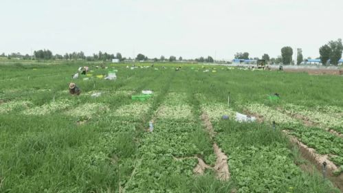 高臺(tái)現(xiàn)代農(nóng)業(yè) 科技賦能，產(chǎn)業(yè)興旺，譜寫農(nóng)業(yè)開發(fā)新篇章